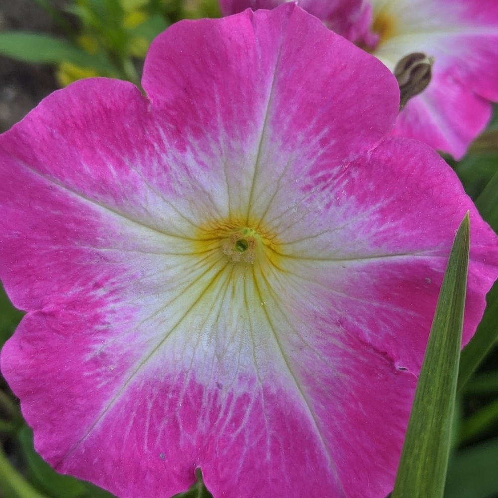 Meet your Posher, Whitney